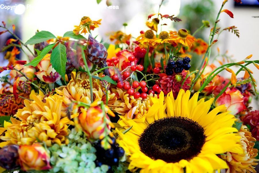 Blossom, Flora, Flower, Plant, Sunflower, Potted Plant, Dahlia