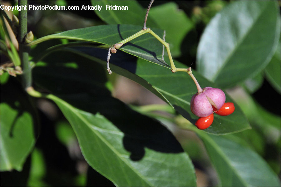 Cherry, Fruit, Plant, Blossom, Flora, Flower