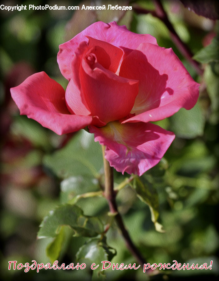 Blossom, Flower, Plant, Rose, Flora, Carnation, Gladiolus