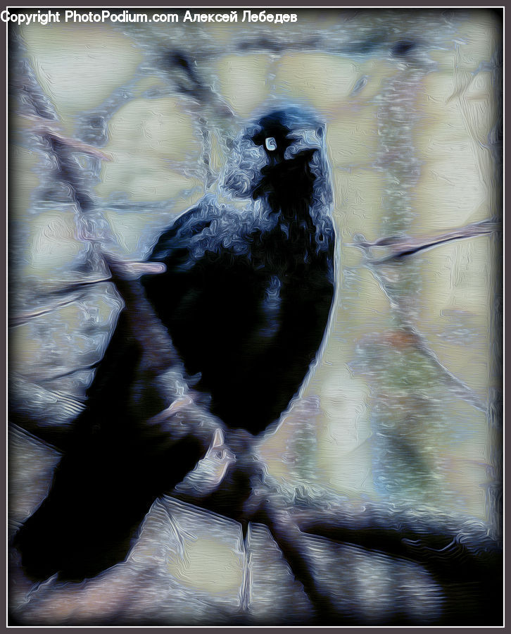 Bird, Blackbird, Crow