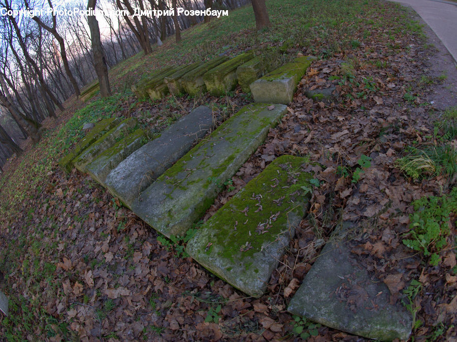 Flagstone, Ivy, Plant, Vine, Moss, Ground, Soil