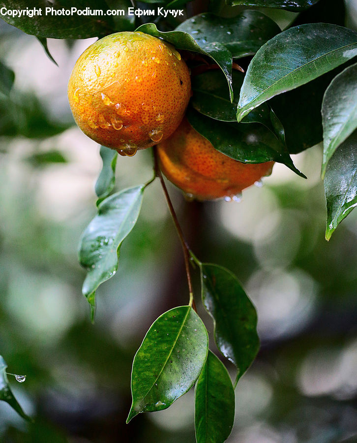 Citrus Fruit, Fruit, Grapefruit, Blossom, Flora, Flower, Plant