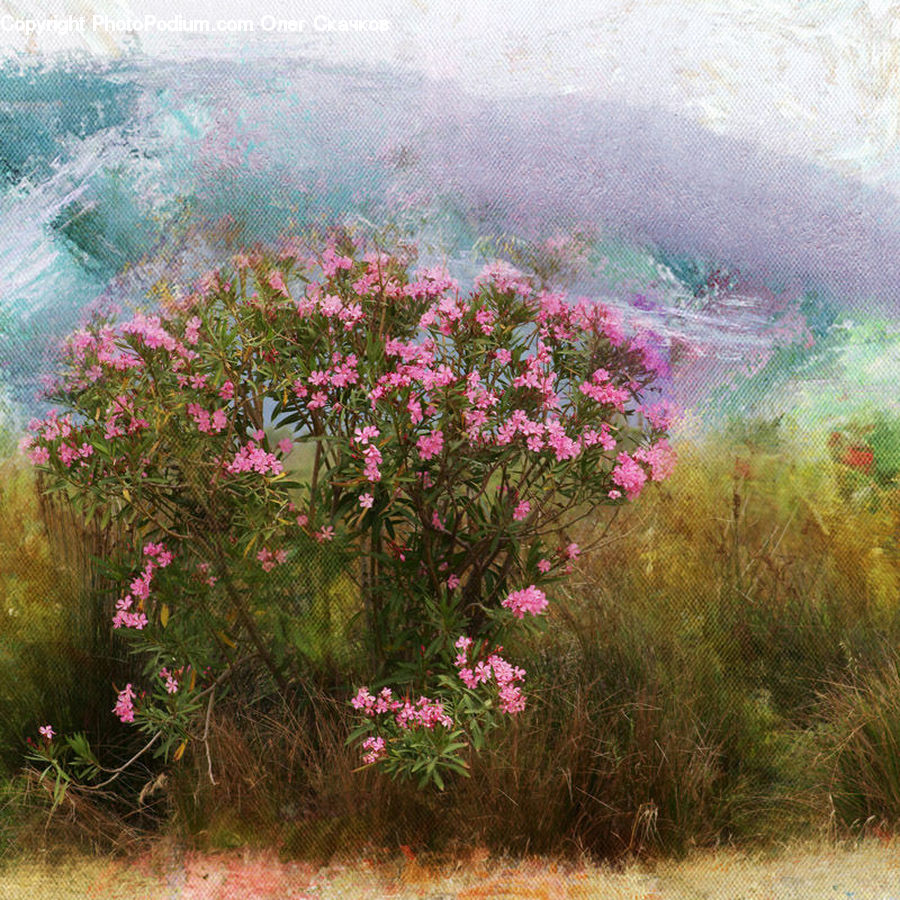 Blossom, Flora, Flower, Geranium, Plant, Lilac, Bush