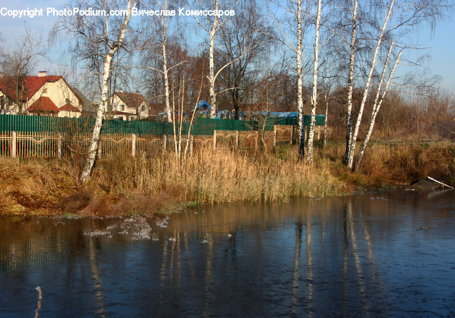 Birch, Tree, Wood, Cabin, Hut, Rural, Shack