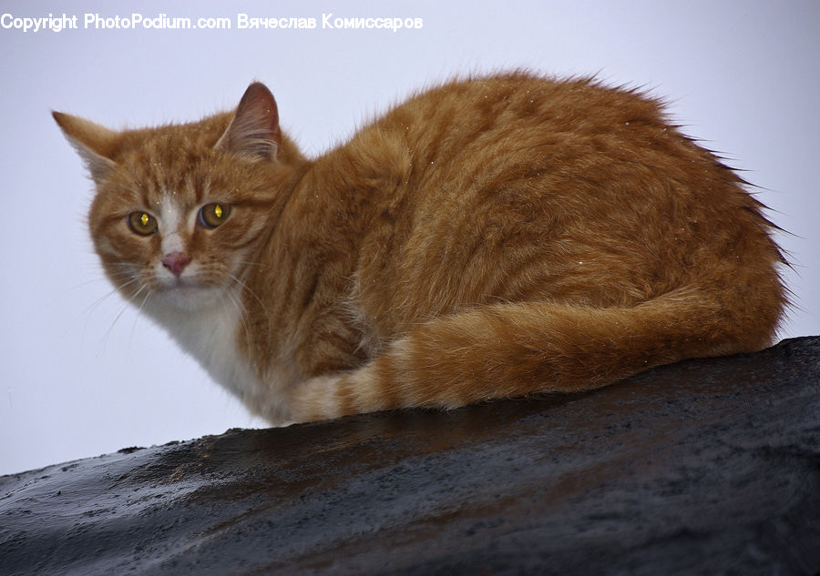 Animal, Cat, Mammal, Manx, Pet, Abyssinian