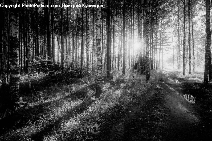 Forest, Vegetation, Grove, Land, Path, Trail, Birch
