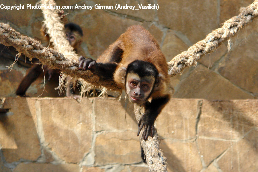 Animal, Canine, Dog, German Shepherd, Mammal, Pet, Monkey