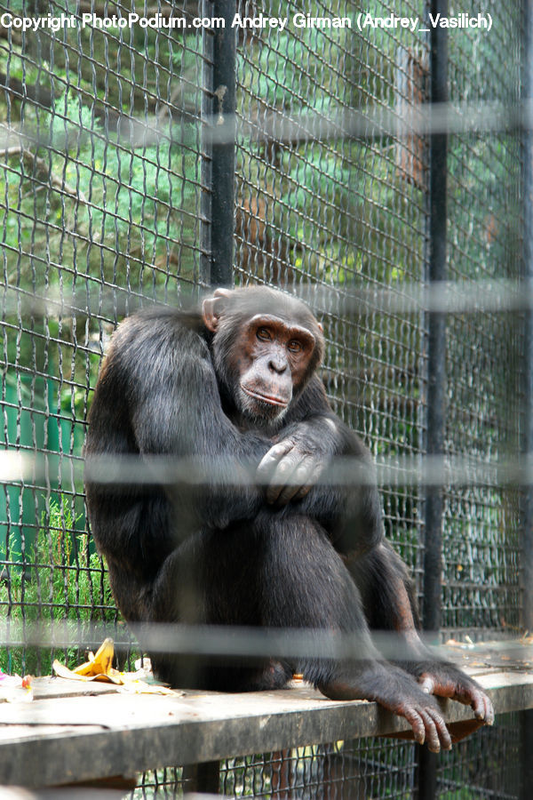 Animal, Mammal, Monkey, Orangutan, Ape, Zoo, Boat