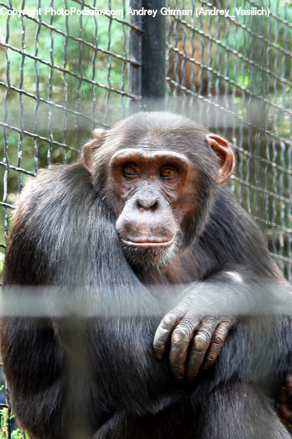 Animal, Mammal, Monkey, Ape