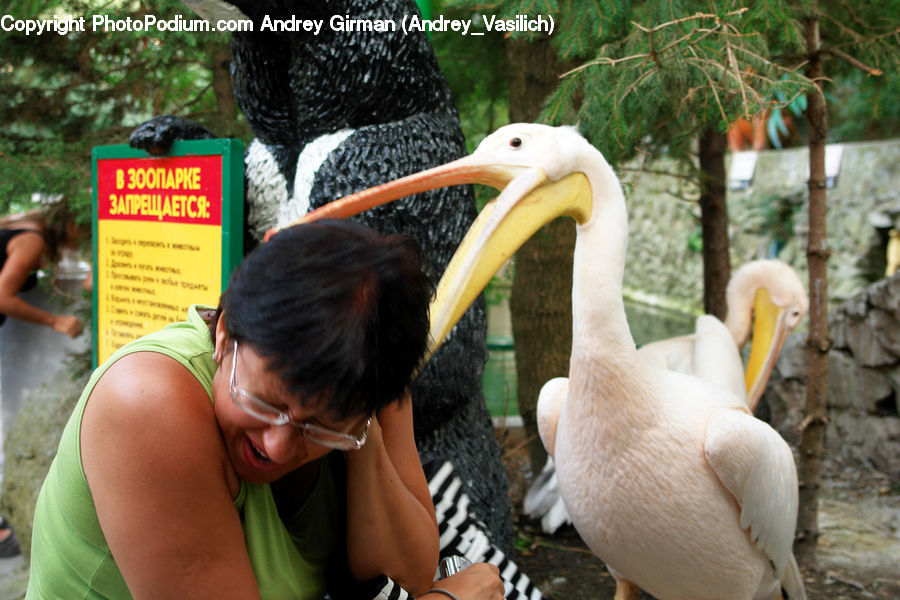 Bird, Pelican, People, Person, Human, Booby, Beak