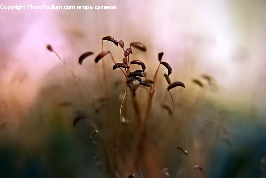 Field, Grass, Grassland, Plant, Ant, Insect, Invertebrate
