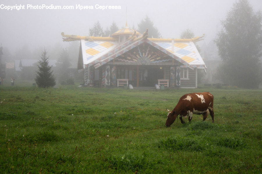 Animal, Cattle, Cow, Dairy Cow, Mammal, Countryside, Grassland
