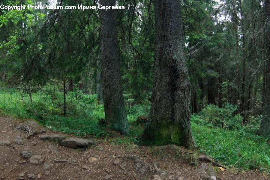Forest, Jungle, Vegetation, Rainforest, Grove, Land, Conifer