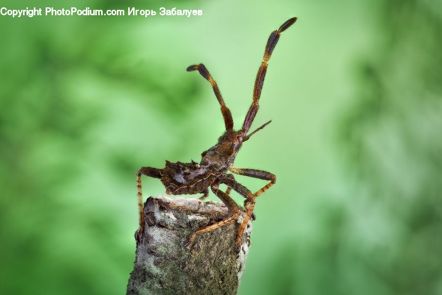 Arachnid, Garden Spider, Insect, Invertebrate, Spider, Bird, Wren