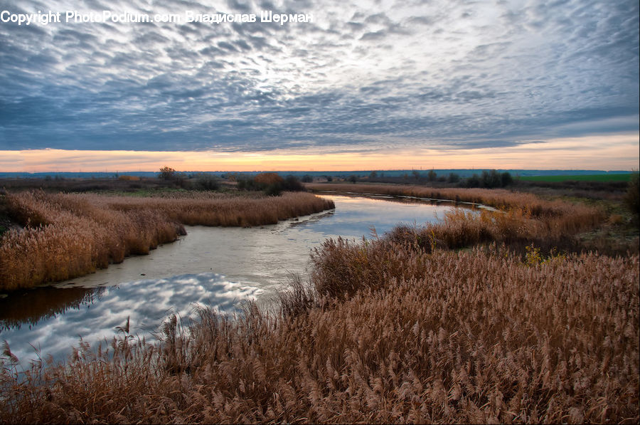 Land, Marsh, Outdoors, Swamp, Water, Grass, Plant