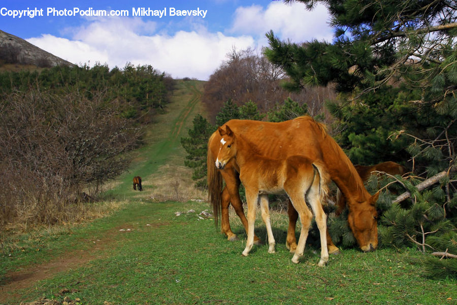 Animal, Colt Horse, Foal, Horse, Mammal, Cattle, Cow