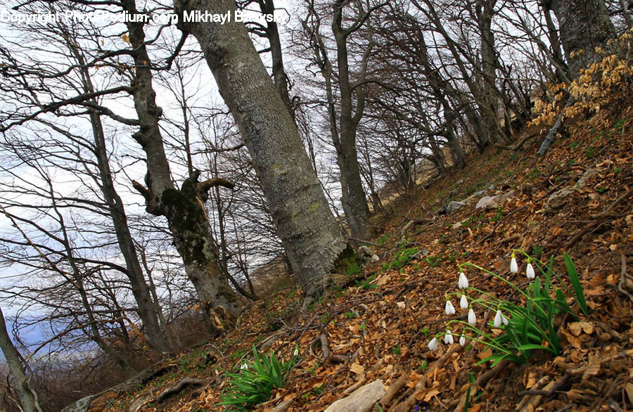 Amaryllidaceae, Blossom, Flower, Plant, Ground, Soil, Forest