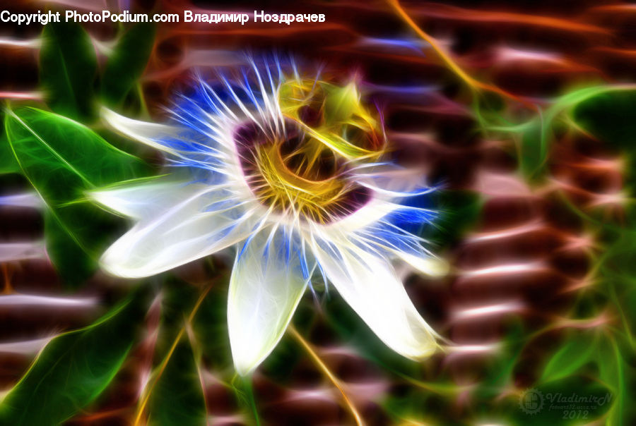 Light, Plasma, Plant, Fractal, Blossom, Flora, Flower