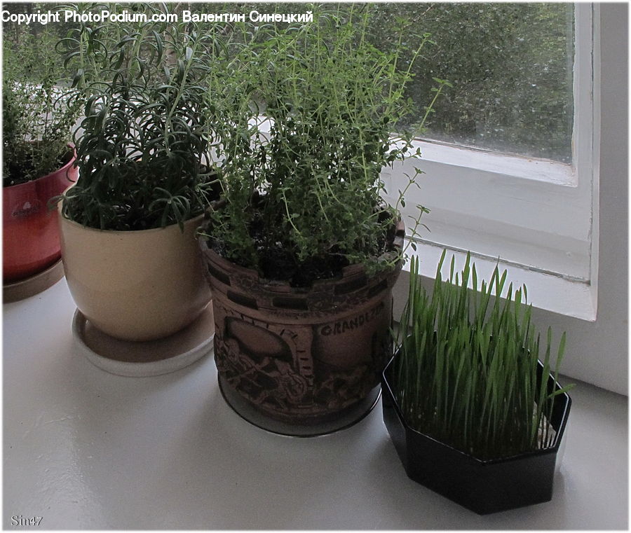 Plant, Potted Plant, Pot, Pottery, Herbal, Herbs, Planter