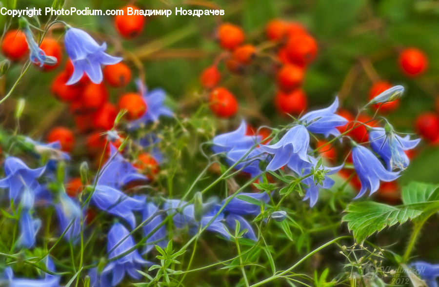 Blossom, Flora, Flower, Plant, Geranium, Fractal, Fiber