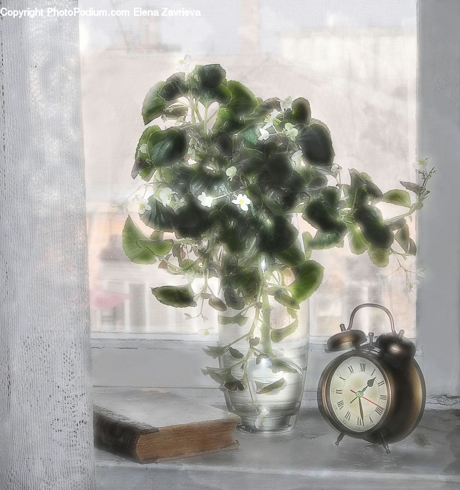 Plant, Potted Plant, Bonsai, Tree, Jar, Porcelain, Vase