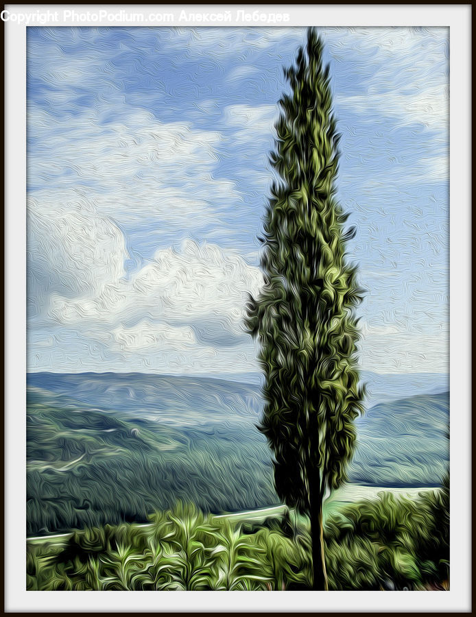 Fruit, Pineapple, Agavaceae, Plant, Conifer, Fir, Tree