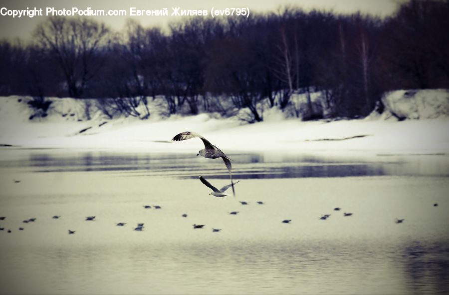 Bird, Crane Bird, Heron, Leisure Activities, Field, Grass, Grassland