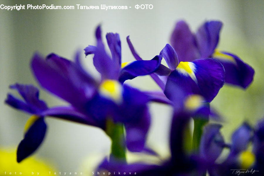 Flora, Flower, Iris, Plant, Blossom, Crocus, Fish
