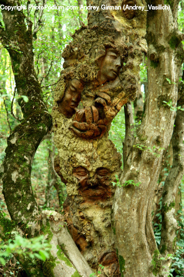 Art, Gargoyle, Statue, Moss, Plant, Tree Trunk, Ivy