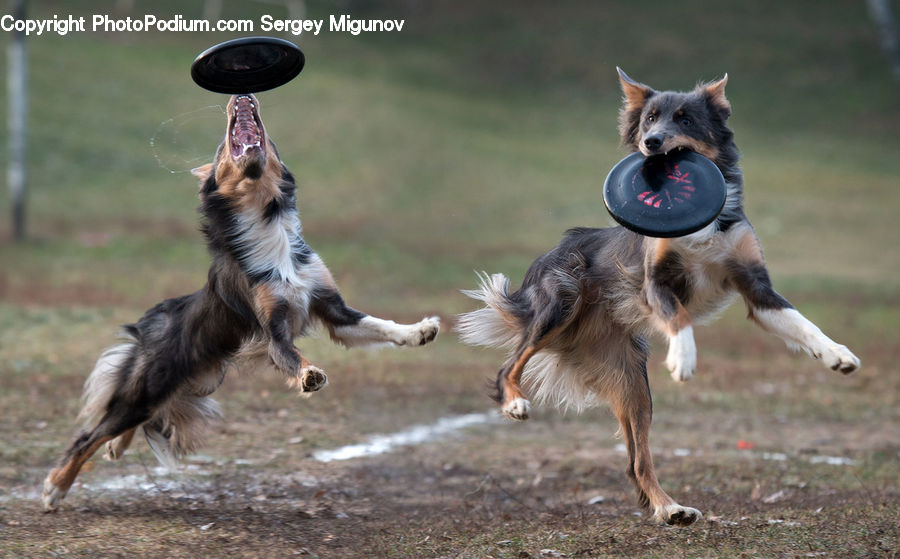 Animal, Canine, Dog, German Shepherd, Mammal, Pet, Collie