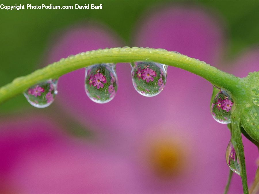 Droplet, Blossom, Flora, Flower, Geranium, Plant