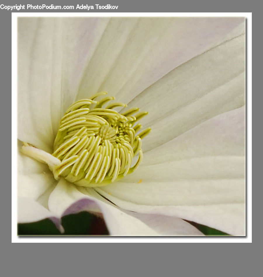 Flower Arrangement, Ikebana, Plant, Potted Plant, Vase, Blossom, Flora