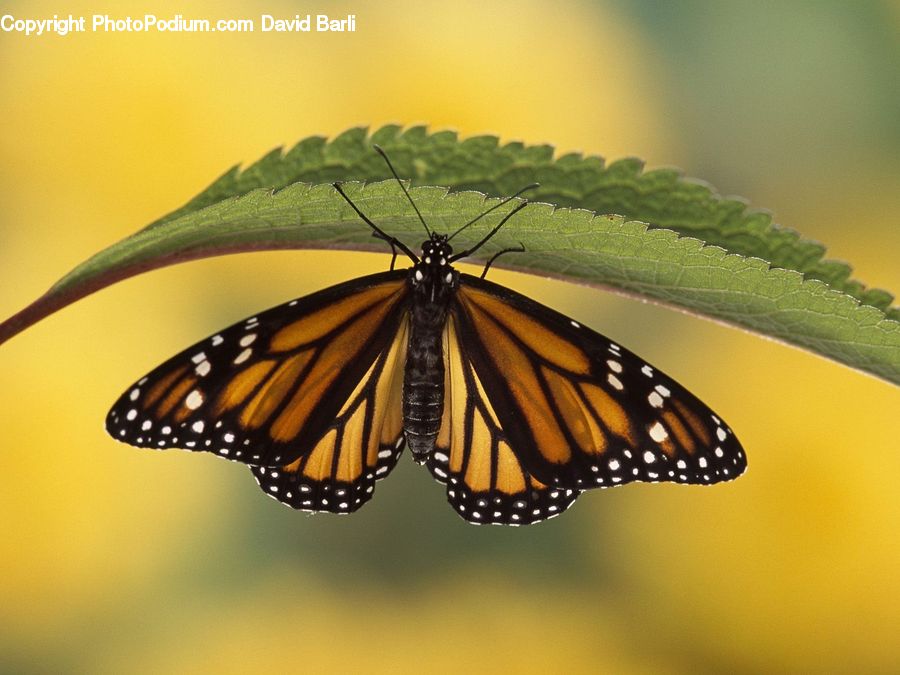 Butterfly, Insect, Invertebrate, Monarch, Blossom, Flora, Flower