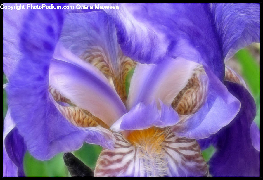 Flora, Flower, Iris, Plant, Blossom, Crocus, Geranium