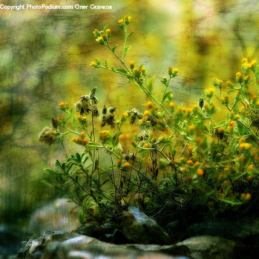 Bush, Plant, Vegetation, Blossom, Flora, Flower, Conifer