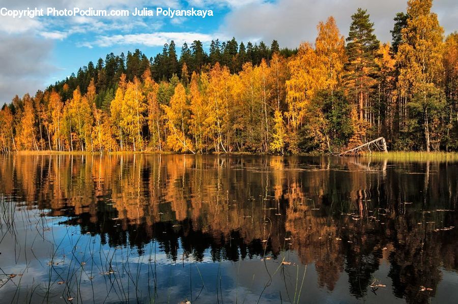 Conifer, Larch, Tree, Wood, Fir, Plant, Forest