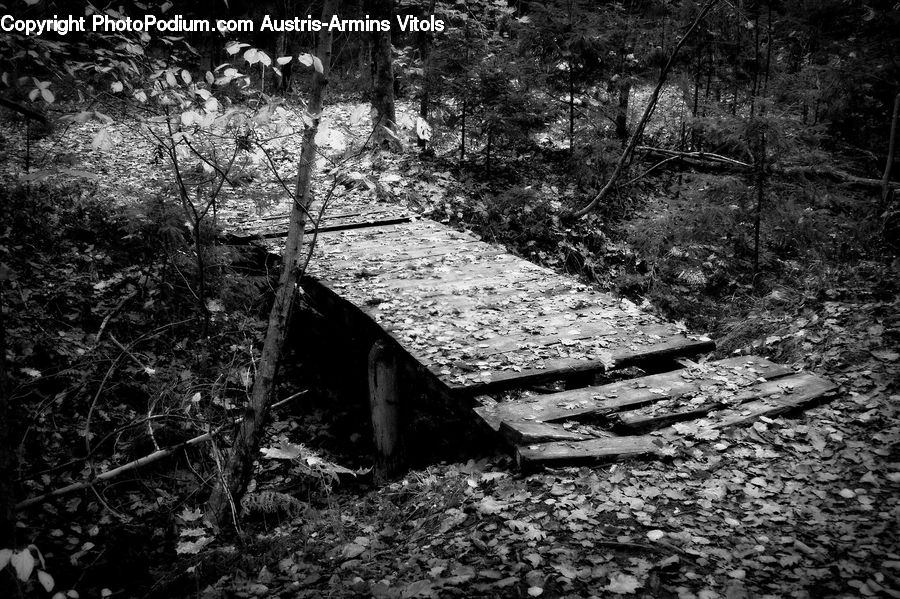 Dog House, Bench, Forest, Grove, Land, Jungle, Rainforest