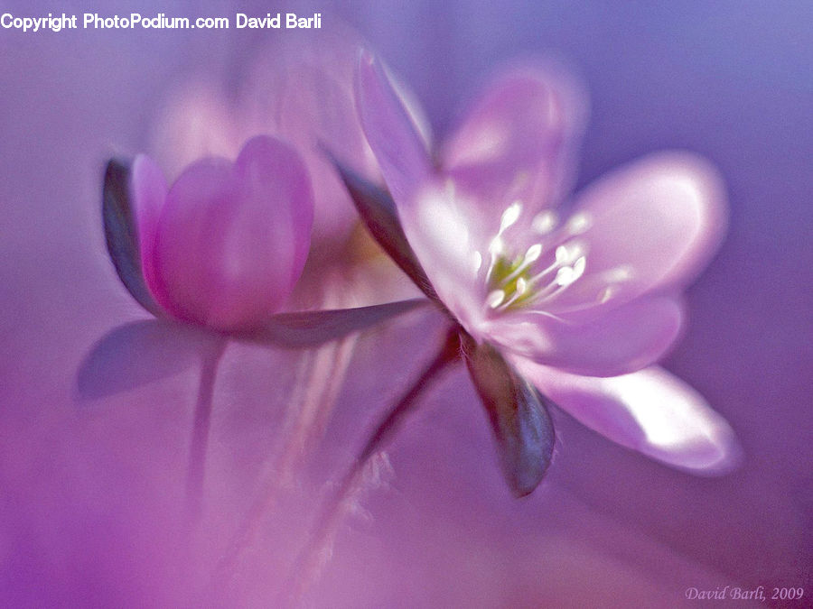 Blossom, Flora, Flower, Geranium, Plant, Lilac, Crocus