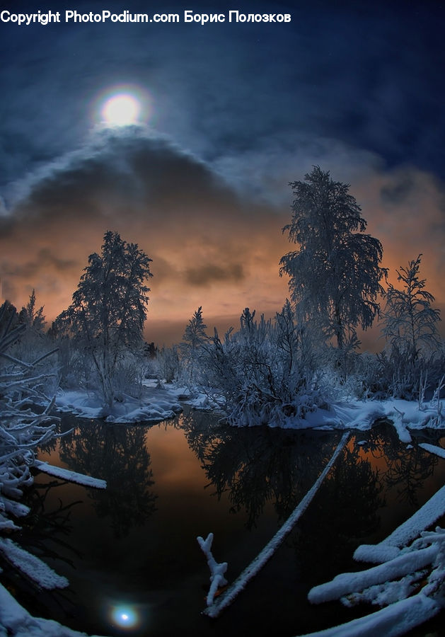 Frost, Ice, Outdoors, Snow, Plant, Tree, Dawn