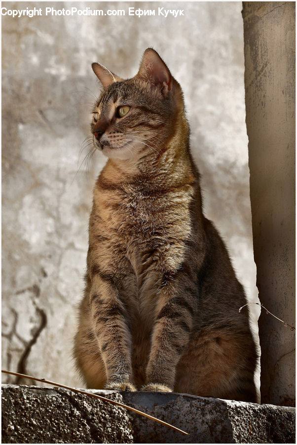 Abyssinian, Animal, Cat, Mammal, Pet, Manx