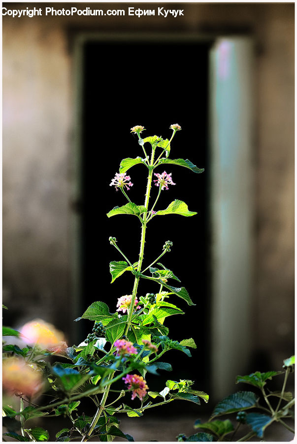 Blossom, Flora, Flower, Geranium, Plant, Herbal, Herbs