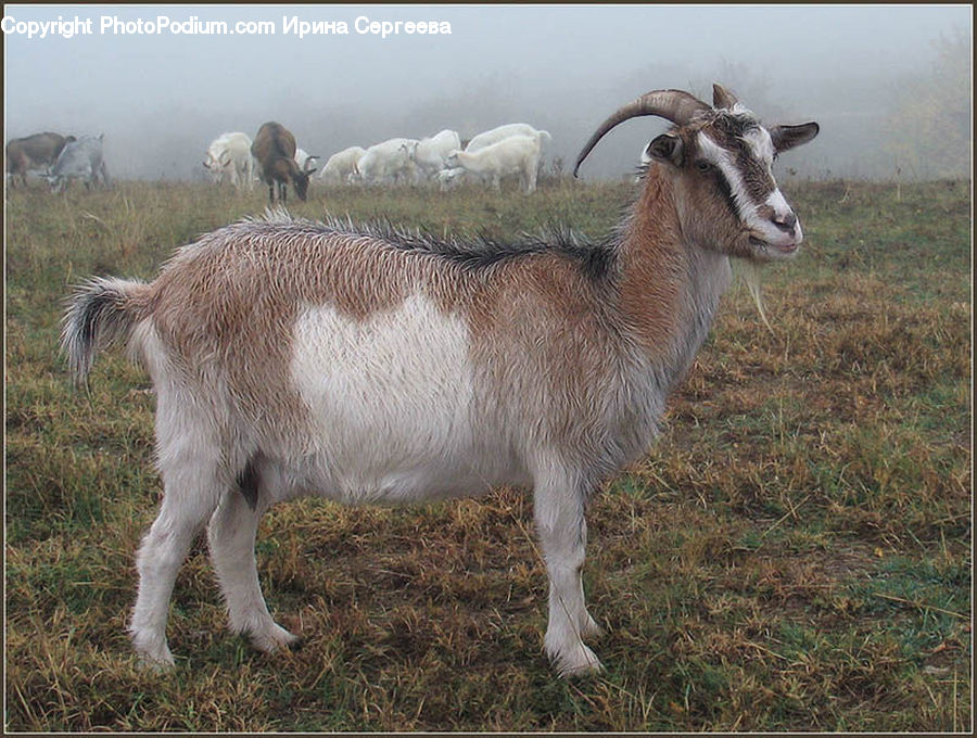 Animal, Goat, Mammal, Mountain Goat