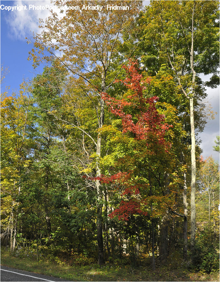Birch, Tree, Wood, Plant, Forest, Vegetation, Fir