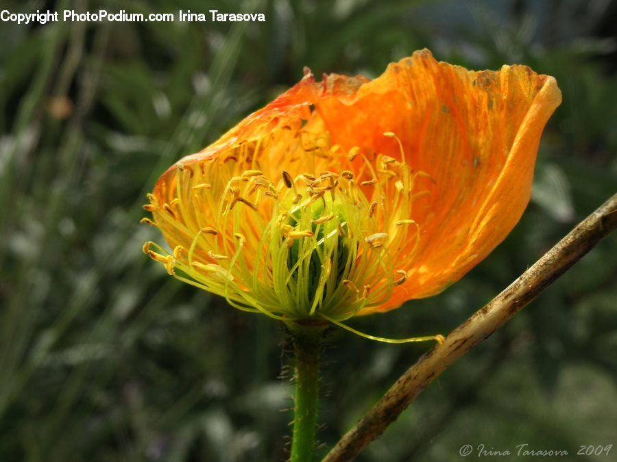 Blossom, Flora, Flower, Plant, Poppy, Crocus, Field