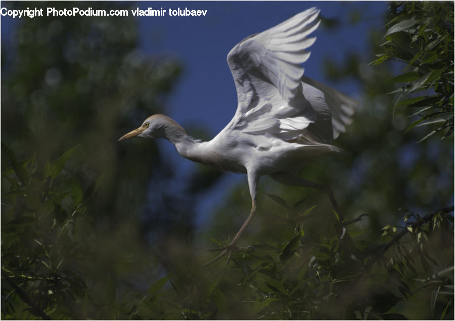 Bird, Crane Bird, Heron, Ardeidae, Stork, Waterfowl, Seagull