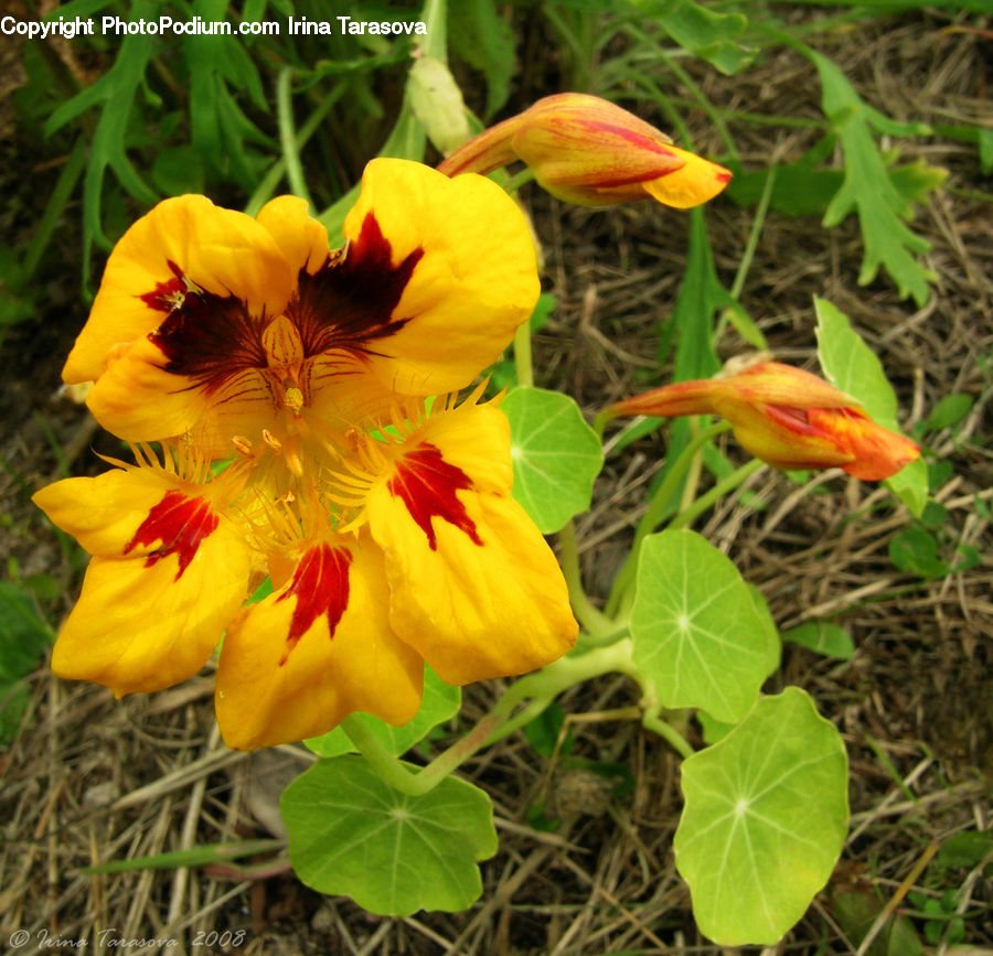 Flora, Flower, Gladiolus, Plant, Blossom, Crocus, Geranium