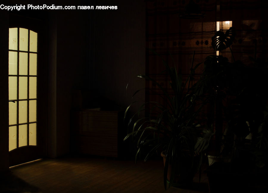 Plant, Potted Plant, Apartment, Housing, Indoors, Room, Basement