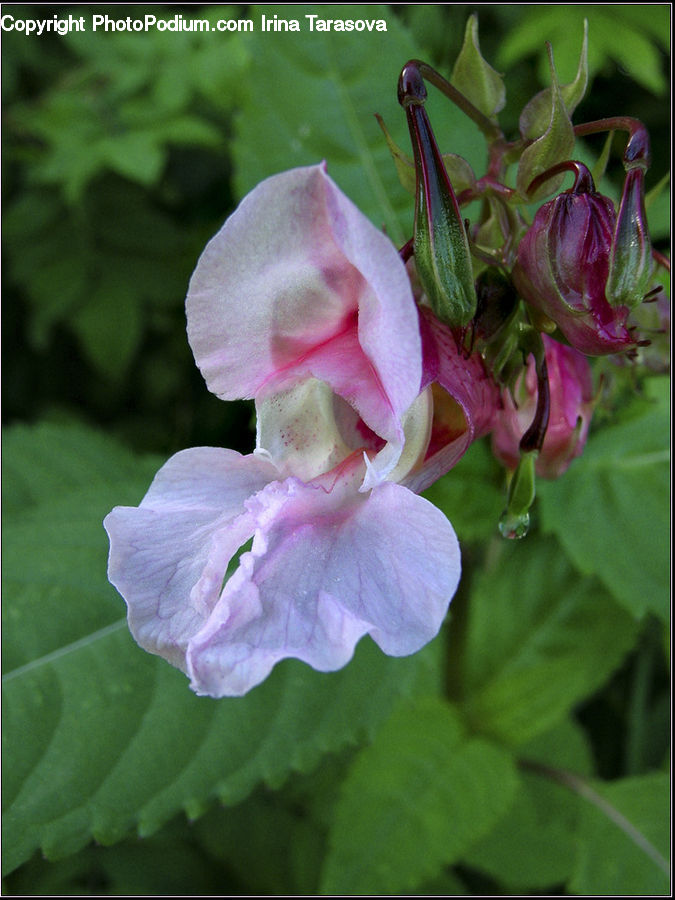 Blossom, Flora, Flower, Geranium, Plant, Hibiscus, Poppy