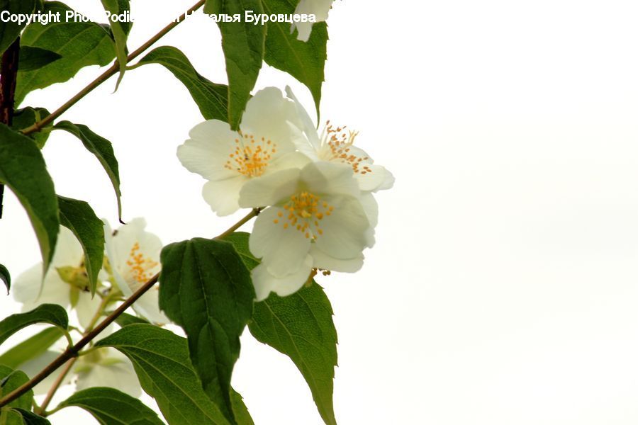 Blossom, Flora, Flower, Plant, Cherry Blossom
