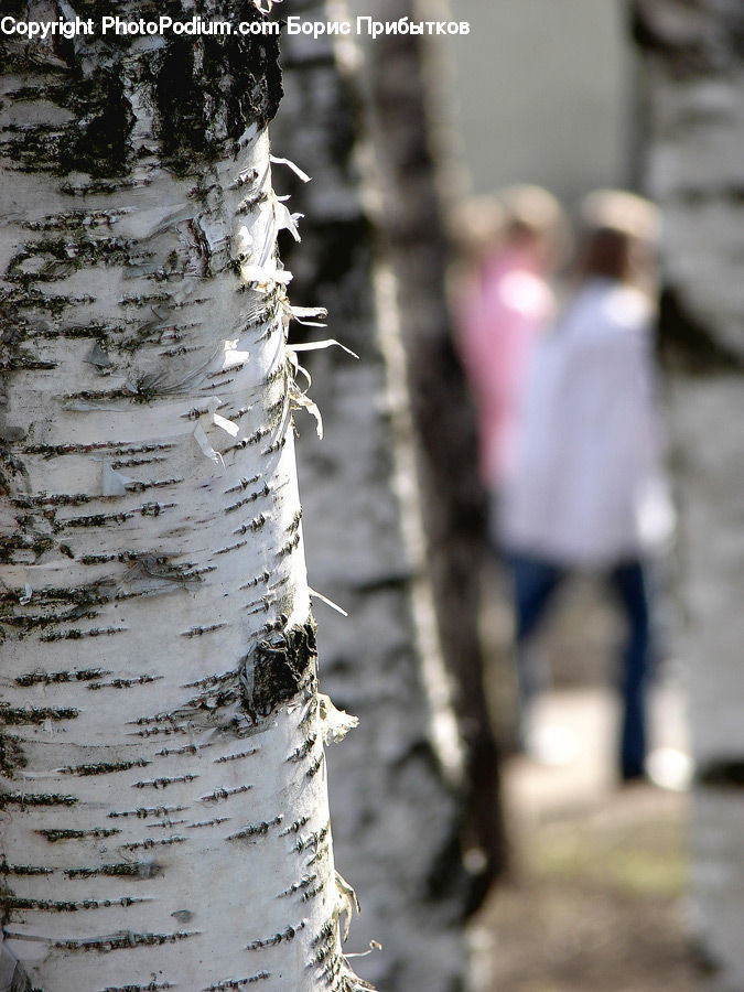 Birch, Tree, Wood, Bicycle, Bike, Vehicle, Oak